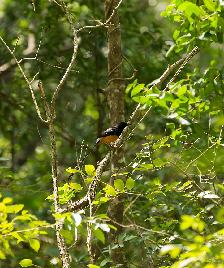 White-rumped shama (Copsychus malabaricus) side view, Wilpaththu, Sri Lanka  Asia,Copsychus malabaricus,Sri Lanka,White-rumped shama,Wilpaththu