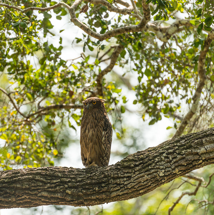 Sri Lankan Brown Fish-owl, Wilpaththu, Sri Lanka Sub species Ketupa zeylonensis. Closeup:<br />
<figure class="photo"><a href="https://www.jungledragon.com/image/23942/sri_lankan_brown_fish-owl_wilpaththu_sri_lanka.html" title="Sri Lankan Brown Fish-owl, Wilpaththu, Sri Lanka"><img src="https://s3.amazonaws.com/media.jungledragon.com/images/2/23942_thumb.jpg?AWSAccessKeyId=05GMT0V3GWVNE7GGM1R2&Expires=1759968010&Signature=UiTFeD2Z2jJks4Y357hKP9h%2BH9M%3D" width="200" height="186" alt="Sri Lankan Brown Fish-owl, Wilpaththu, Sri Lanka Sub species Ketupa zeylonensis. Asia,Brown fish owl,Bubo zeylonensis,Sri Lanka,Wilpaththu" /></a></figure> Asia,Brown fish owl,Bubo zeylonensis,Sri Lanka,Wilpaththu