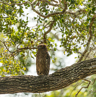 Sri Lankan Brown Fish-owl, Wilpaththu, Sri Lanka Sub species Ketupa zeylonensis. Closeup:
http://www.jungledragon.com/image/23942/sri_lankan_brown_fish-owl_wilpaththu_sri_lanka.html Asia,Brown fish owl,Bubo zeylonensis,Sri Lanka,Wilpaththu