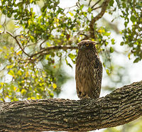 Sri Lankan Brown Fish-owl, Wilpaththu, Sri Lanka Sub species Ketupa zeylonensis. Asia,Brown fish owl,Bubo zeylonensis,Sri Lanka,Wilpaththu