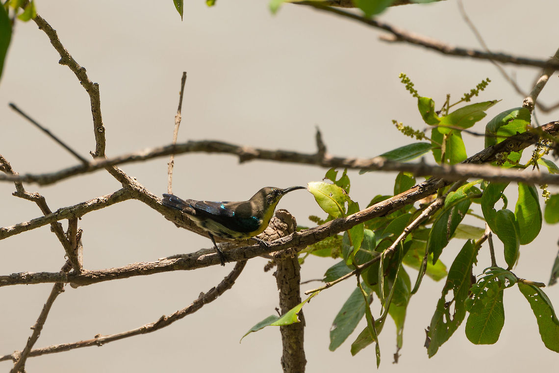 Purple sunbird with eclipse plumage, Wilpaththu, Sri Lanka According to my Sri Lanka birds book, this is a male purple sunbird with eclipse plumage. Eclipse plumage is the feather pack some birds get after their breeding plumage. In this case, you can still see signs of the typical male purple.<br />
<br />
This one was captured from a 20m high birding platform.  Asia,Cinnyris asiaticus,Purple sunbird,Sri Lanka,Wilpaththu
