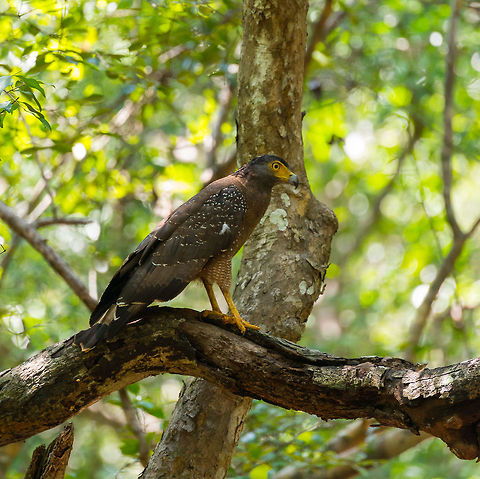 Crested Serpent Eagle sideview at Wilpaththu, Sri Lanka  Asia,Crested Serpent Eagle,Spilornis cheela,Sri Lanka,Wilpaththu