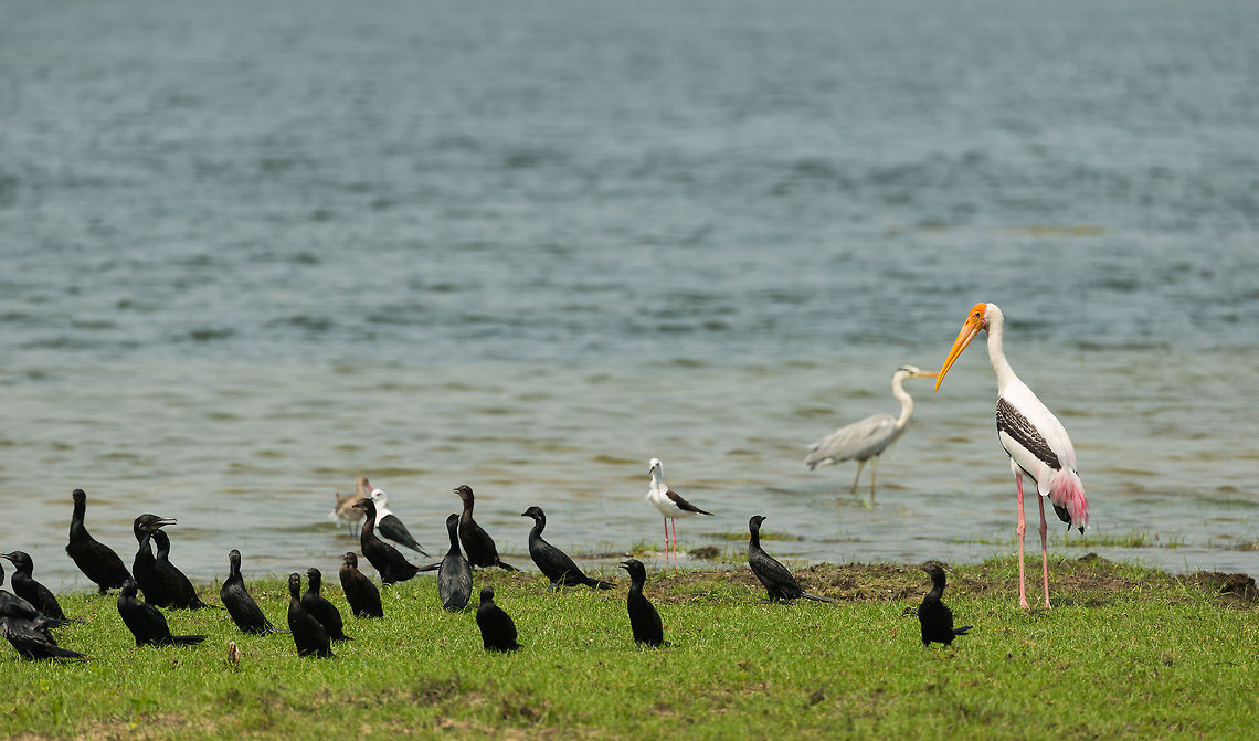 Bird nation Sri Lanka A collection of water birds sharing the Wilpaththu water edge, species include cormorants, black-winged silts, a grey heron, a painted stork and in the background a black-tailed godwit. Asia,Mycteria leucocephala,Painted Stork,Sri Lanka,Wilpaththu