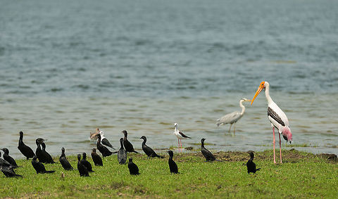 Bird nation Sri Lanka A collection of water birds sharing the Wilpaththu water edge, species include cormorants, black-winged silts, a grey heron, a painted stork and in the background a black-tailed godwit. Asia,Mycteria leucocephala,Painted Stork,Sri Lanka,Wilpaththu