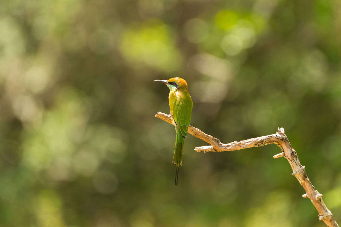 Little Green Bee-eater in full sun, Wilpaththu, Sri Lanka As a universal truth in tropical countries, between 11am and 3pm you will find the least wildlife. Luckily, there&#039;s always bee-eaters. Asia,Green Bee-eater,Merops orientalis,Sri Lanka,Wilpaththu
