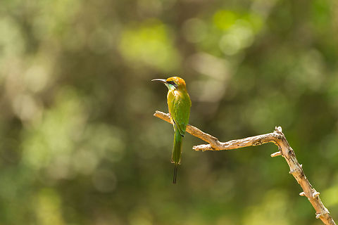 Little Green Bee-eater in full sun, Wilpaththu, Sri Lanka As a universal truth in tropical countries, between 11am and 3pm you will find the least wildlife. Luckily, there's always bee-eaters. Asia,Green Bee-eater,Merops orientalis,Sri Lanka,Wilpaththu