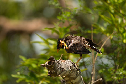 Common Myna drying wings, Wilpaththu, Sri Lanka  Acridotheres tristis,Asia,Common myna,Sri Lanka,Wilpaththu