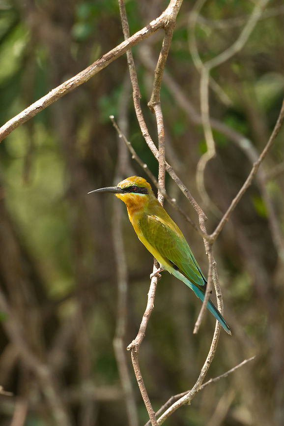 Blue-tailed Bee-eater closeup, Wilpaththu, Sri Lanka  Asia,Blue-tailed Bee-eater,Merops philippinus,Sri Lanka,Wilpaththu