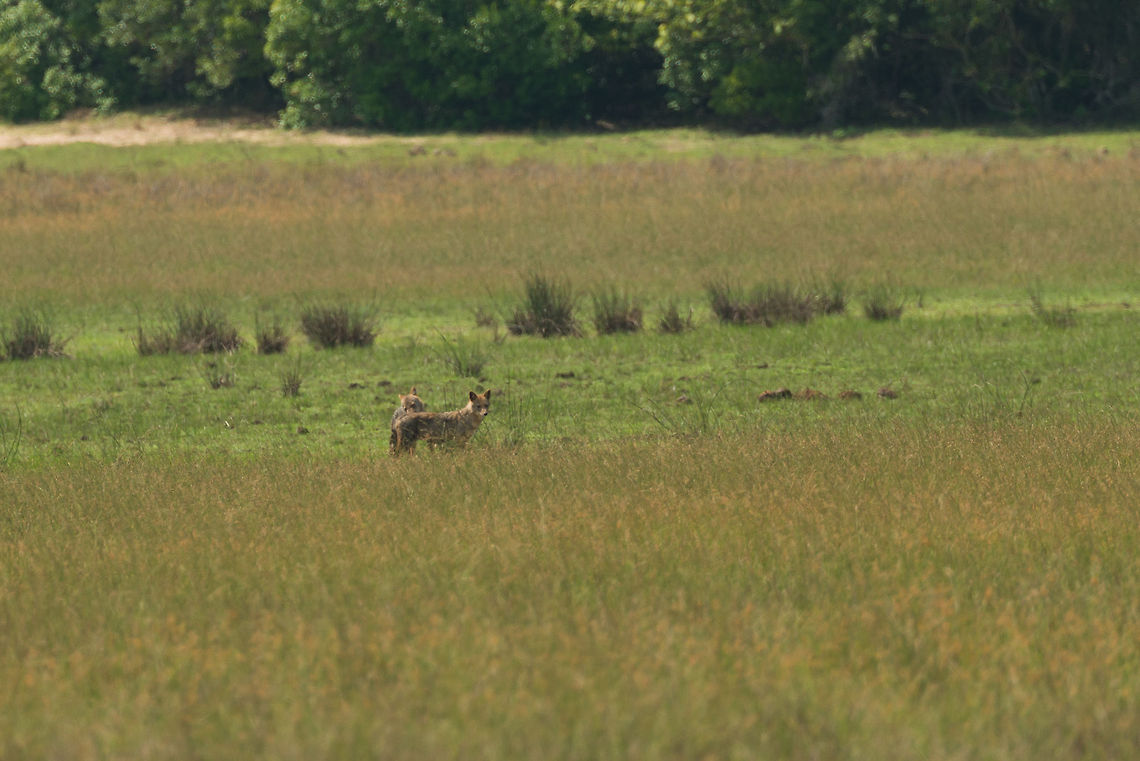 Sri Lankan Jackals in Wilpaththu, Sri Lanka Very remote, and this is a crop, but our only spotting of a jackal in all of our trip. Asia,Canis aureus naria,Sri Lanka,Sri Lankan Jackal,Wilpaththu