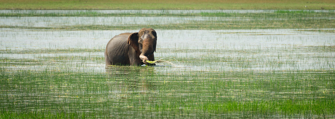 Male Sri Lankan elephant feeding, Wilpaththu, Sri Lanka This solitary male was in the middle of a large waterpool, all by himself, quietly feeding. Feeding sequence:<br />
<figure class="photo"><a href="https://www.jungledragon.com/image/24007/feeding_sequence_of_a_sri_lankan_elephant_wilpaththu_sri_lanka.html" title="Feeding sequence of a Sri Lankan Elephant, Wilpaththu, Sri Lanka"><img src="https://s3.amazonaws.com/media.jungledragon.com/images/2/24007_thumb.jpg?AWSAccessKeyId=05GMT0V3GWVNE7GGM1R2&Expires=1770854410&Signature=qbXJ09Gwvh%2FW72yg4heBlZMoshY%3D" width="200" height="134" alt="Feeding sequence of a Sri Lankan Elephant, Wilpaththu, Sri Lanka Best viewed on a large screen (click photo to enlarge). Here we see how this solitary male elephant feeds. It grabs and then twists the grass to pull it, it will repeat this until it has collected the maximum its trunk can carry, after which it is brought to the mouth. It's an efficient feeding machine, this was hundreds of meters away yet you could hear the pulling of grass in a clock-like rhythm. Asia,Elephas maximus maximus,Sri Lanka,Sri Lankan elephant,Wilpaththu" /></a></figure> Asia,Elephas maximus maximus,Sri Lanka,Sri Lankan elephant,Wilpaththu