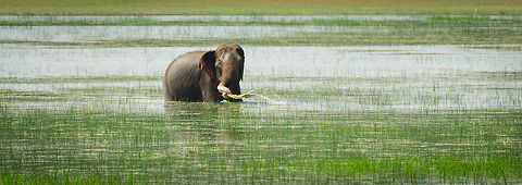Male Sri Lankan elephant feeding, Wilpaththu, Sri Lanka This solitary male was in the middle of a large waterpool, all by himself, quietly feeding. Feeding sequence:
http://www.jungledragon.com/image/24007/feeding_sequence_of_a_sri_lankan_elephant_wilpaththu_sri_lanka.html Asia,Elephas maximus maximus,Sri Lanka,Sri Lankan elephant,Wilpaththu