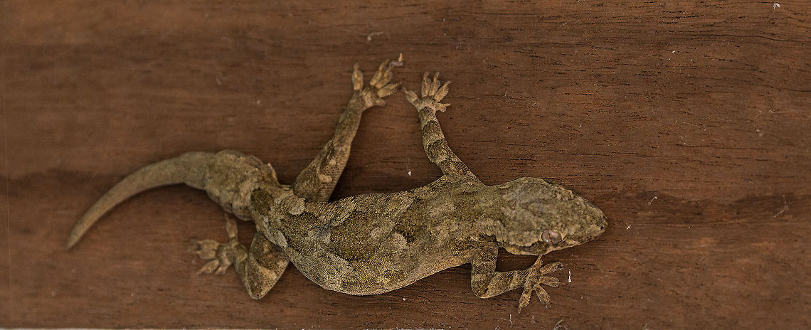 Leschenaults leaf-toed gecko, Wilpaththu, Sri Lanka Found at the ceiling of the perch of a resident home inside the Wilpaththu park. This is a fairly large gecko that sometimes goes beyond just insects, there are reports of it eating other geckos and young snakes. Asia,Hemidactylus leschenaultii,Leschenaults leaf-toed gecko,Sri Lanka,Wilpaththu
