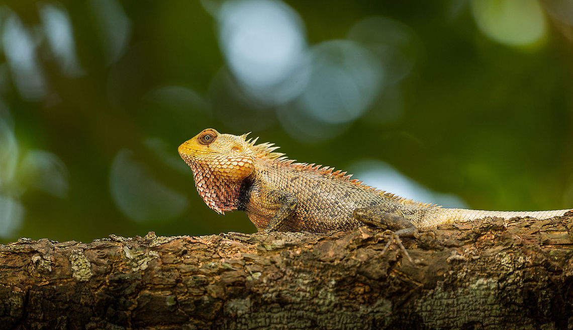 Oriental Garden lizard closeup, Wilpaththu, Sri Lanka Photo by my girlfriend Henriette. Our driver in Sri Lanka, who also had "some" wildlife knowledge, kept insisting that this was a chameleon. After that we stopped trusting him with any identification :) Asia,Calotes versicolor,Oriental Garden Lizard,Sri Lanka,Wilpaththu