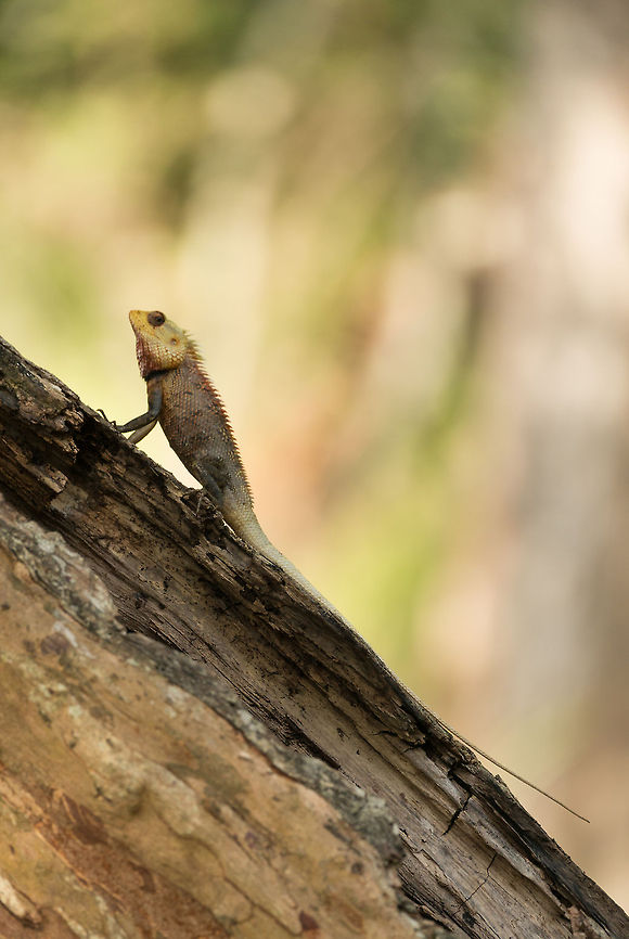 Full body view of Oriental Garden lizard, Wilpaththu, Sri Lanka  Asia,Calotes versicolor,Oriental Garden Lizard,Sri Lanka,Wilpaththu