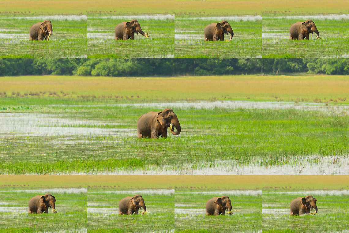 Feeding sequence of a Sri Lankan Elephant, Wilpaththu, Sri Lanka Best viewed on a large screen (click photo to enlarge). Here we see how this solitary male elephant feeds. It grabs and then twists the grass to pull it, it will repeat this until it has collected the maximum its trunk can carry, after which it is brought to the mouth. It&#039;s an efficient feeding machine, this was hundreds of meters away yet you could hear the pulling of grass in a clock-like rhythm. Asia,Elephas maximus maximus,Sri Lanka,Sri Lankan elephant,Wilpaththu