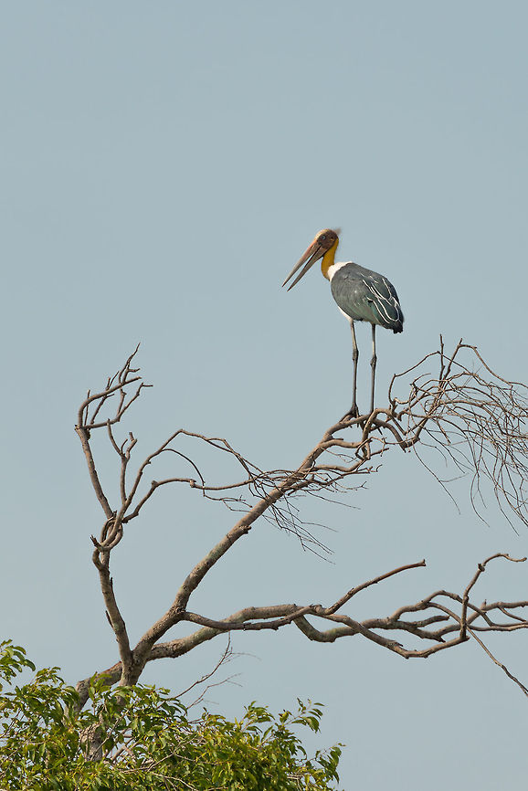 Lesser Adjutant in tree, Wilpaththu, Sri Lanka  Asia,Leptoptilos javanicus,Lesser Adjutant,Sri Lanka,Wilpaththu
