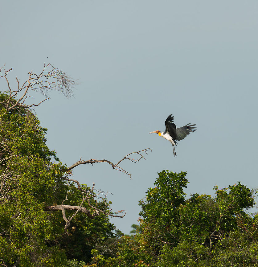 Lesser Adjutant landing on branch, Wilpaththu, Sri Lanka  Asia,Leptoptilos javanicus,Lesser Adjutant,Sri Lanka,Wilpaththu
