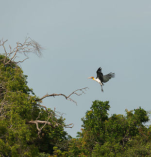 Lesser Adjutant landing on branch, Wilpaththu, Sri Lanka  Asia,Leptoptilos javanicus,Lesser Adjutant,Sri Lanka,Wilpaththu