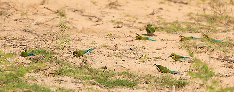 Flock of Blue-tailed Bee-eaters on the ground, Wilpaththu, Sri Lanka  Asia,Blue-tailed Bee-eater,Merops philippinus,Sri Lanka,Wilpaththu