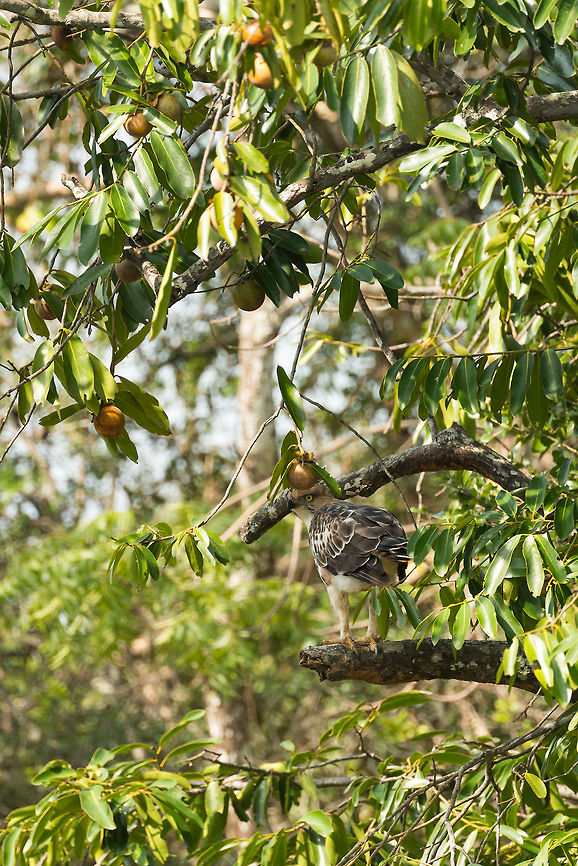 Crested Hawk-Eagle in tree, Wilpaththu park, Sri Lanka  Asia,Changeable Hawk-Eagle,Nisaetus cirrhatus,Sri Lanka,Wilpaththu