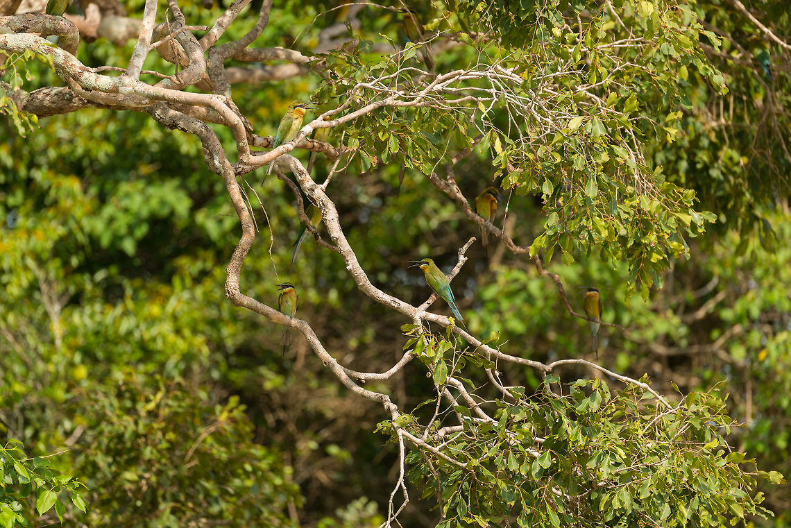 Flock of Blue-tailed Bee-eaters in tree, Wilpaththu, Sri Lanka No, I will never get tired of bee-eaters. I&#039;ll continue to ask the driver to stop despite dozens of earlier spottings :)<br />
<br />
Feel free to count them and post it in the comments. Asia,Blue-tailed Bee-eater,Merops philippinus,Sri Lanka,Wilpaththu