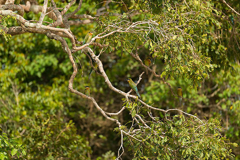Flock of Blue-tailed Bee-eaters in tree, Wilpaththu, Sri Lanka No, I will never get tired of bee-eaters. I'll continue to ask the driver to stop despite dozens of earlier spottings :)

Feel free to count them and post it in the comments. Asia,Blue-tailed Bee-eater,Merops philippinus,Sri Lanka,Wilpaththu