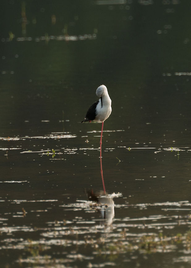 Black-winged Stilt reflected in water, Wilpaththu, Sri Lanka  Asia,Black-winged Stilt,Himantopus himantopus,Sri Lanka,Wilpaththu