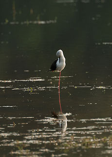 Black-winged Stilt reflected in water, Wilpaththu, Sri Lanka  Asia,Black-winged Stilt,Himantopus himantopus,Sri Lanka,Wilpaththu