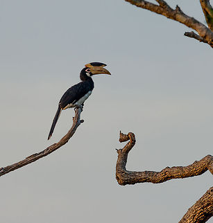 Malabar pied hornbill at sunset, Wilpaththu, Sri Lanka  Anthracoceros coronatus,Asia,Malabar pied hornbill,Sri Lanka,Wilpaththu