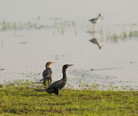 Little Cormorant in Wilpaththu, Sri Lanka The Little Cormorant and the Indian Cormorant look alike, yet they can be distinguished by the shape of their bill, the Little Cormorant has a shorter and less curvy bill, and it is of course small. This all-black plumage is their breeding plumage, I am unsure whether this is a male or female though. Asia,Little cormorant,Microcarbo niger,Sri Lanka,Wilpaththu