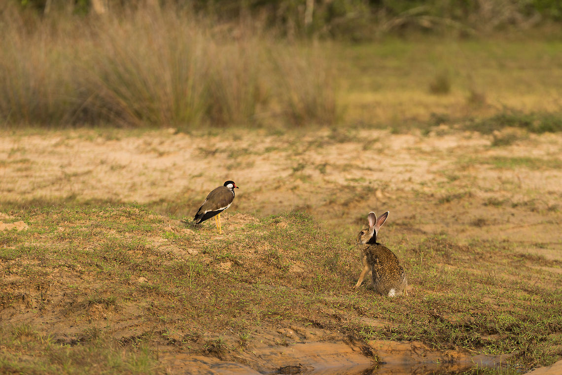 Indian Hare and Red-wattled lapwing in Wilpaththu, Sri Lanka Somewhat of an uncomfortable couple, I suppose. Asia,Indian hare,Lepus nigricollis,Sri Lanka,Wilpaththu