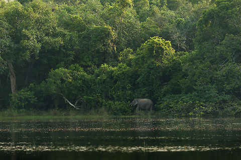 Sri Lankan elephant at water edge, Wilpaththu, Sri Lanka Very far away, across a large water pond we found this Sri Lankan elephant feeding on the shrubs. It seems to have tusks, note that only 2% of Sri Lankan elephants have them. Asia,Elephas maximus maximus,Sri Lanka,Sri Lankan elephant,Wilpaththu