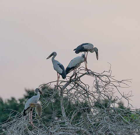 Asian Openbill storks during sunset, Wilpaththu, Sri Lanka With this photo, we ended our intense 2 day safari through the Wilpaththu park of Sri Lanka. Here's the final set:

http://www.jungledragon.com/tag/15716/wilpaththu.html Anastomus oscitans,Asia,Asian Openbill,Sri Lanka,Wilpaththu