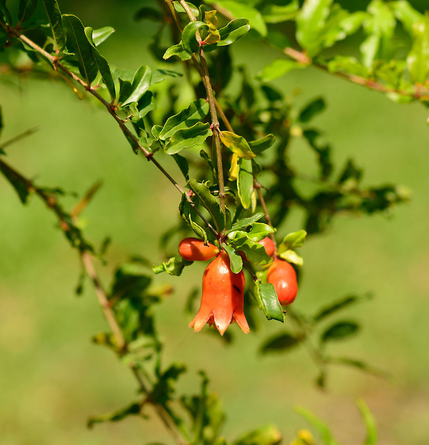 Red bell-like flower of the pomegranate, Kaudulla, Sri Lanka No luck yet with identification. I swear I&#039;ve seen this plant before somewhere, but can&#039;t find it anymore.<br />
<br />
Update: thank you @Wildflower for the identification. Asia,Kaudulla,Pomegranate,Punica granatum,Sri Lanka