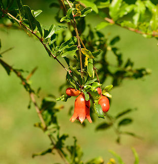 Red bell-like flower of the pomegranate, Kaudulla, Sri Lanka No luck yet with identification. I swear I've seen this plant before somewhere, but can't find it anymore.

Update: thank you @Wildflower for the identification. Asia,Kaudulla,Pomegranate,Punica granatum,Sri Lanka