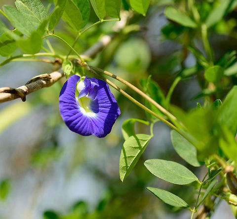 Clitoria ternatea in Kaudulla, Sri Lanka Captured in the botanical garden surrounding our lodge. Asia,Clitoria ternatea,Kaudulla,Sri Lanka