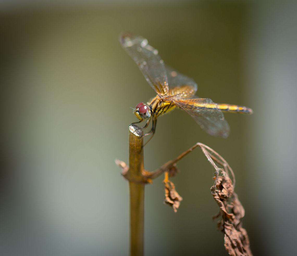 Crimson marsh glider, Kaudulla, Sri Lanka As few places in Sri Lanka are suitable for hiking, you have to pick your moments when wanting to do macro photography. This dragonfly was found in the surrounding garden of our lodge in Kaudulla. I always struggle with dragonfly identification. I used this great resource which lists all of Sri Lanka&#039;s dragonflies:<br />
<br />
<a href="http://www.wht.lk/storage/miscellaneous/SLTPB" rel="nofollow">http://www.wht.lk/storage/miscellaneous/SLTPB</a> A1 Poster Dragonflies.pdf<br />
(sorry, the above link breaks due to spaces in the URL, please copy the whole address)<br />
<br />
I identified it based on the blue eyes and black stripe across its abdomen. Again, I could be entirely wrong, and am open to corrections. Asia,Crimson Marsh Glider,Kaudulla,Sri Lanka,Trithemis aurora