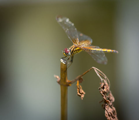 Crimson marsh glider, Kaudulla, Sri Lanka As few places in Sri Lanka are suitable for hiking, you have to pick your moments when wanting to do macro photography. This dragonfly was found in the surrounding garden of our lodge in Kaudulla. I always struggle with dragonfly identification. I used this great resource which lists all of Sri Lanka's dragonflies:

http://www.wht.lk/storage/miscellaneous/SLTPB A1 Poster Dragonflies.pdf
(sorry, the above link breaks due to spaces in the URL, please copy the whole address)

I identified it based on the blue eyes and black stripe across its abdomen. Again, I could be entirely wrong, and am open to corrections. Asia,Crimson Marsh Glider,Kaudulla,Sri Lanka,Trithemis aurora