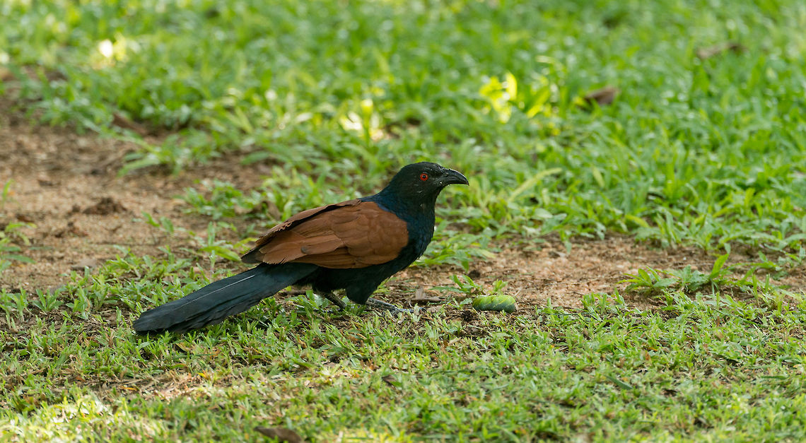 Greater Coucal in Kaudulla, Sri Lanka Found in the garden surrounding our lodge in Kaudulla, Sri Lanka.  Asia,Centropus sinensis,Greater Coucal,Kaudulla,Sri Lanka