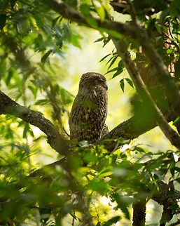 Sri Lankan Brown Fish-owl, Kaudulla, Sri Lanka  Asia,Brown fish owl,Bubo zeylonensis,Kaudulla,Sri Lanka