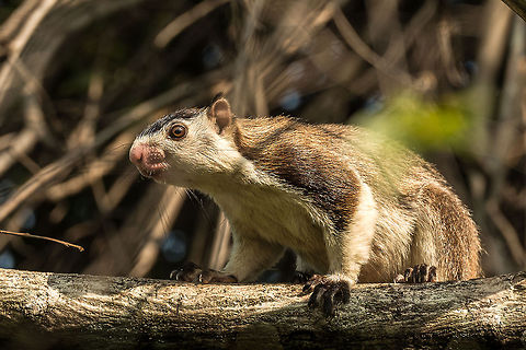 Grizzled giant squirrel closeup, Kaudulla, Sri Lanka Quite a freaky creature up close, this shot is without the very long tail. Asia,Grizzled giant squirrel,Kaudulla,Ratufa macroura,Sri Lanka