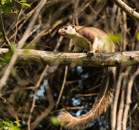 Grizzled giant squirrel full body view, Kaudulla, Sri Lanka  Asia,Grizzled giant squirrel,Kaudulla,Ratufa macroura,Sri Lanka
