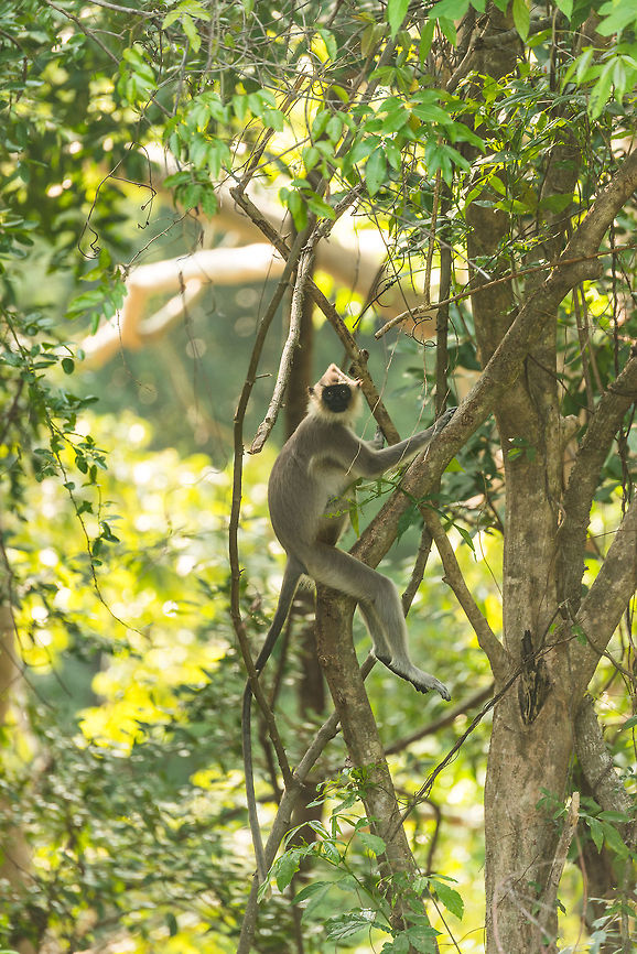 Tufted gray langur, Kaudulla, Sri Lanka  Asia,Kaudulla,Semnopithecus priam,Sri Lanka,Tufted gray langur