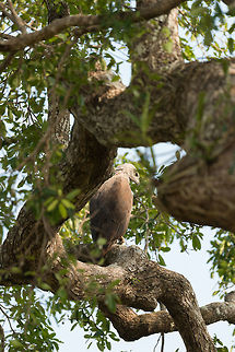 Grey headed fish eagle, Kaudulla, Sri Lanka  Asia,Ichthyophaga ichthyaetus,Kaudulla,Sri Lanka,grey headed fish eagle