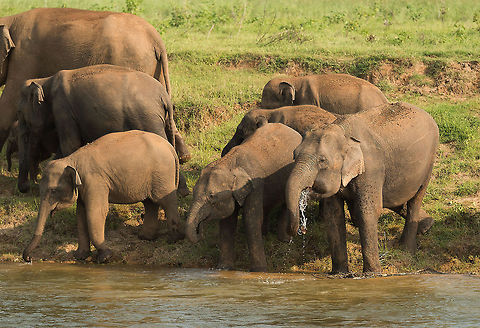 Sri Lankan elephant group drinking at Kaudulla river, Sri Lanka  Asia,Elephas maximus maximus,Kaudulla,Sri Lanka,Sri Lankan elephant
