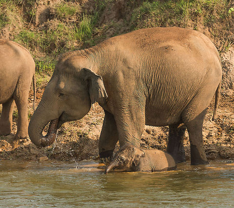 Sri Lankan elephant mother and baby bathing and drinking, Kaudulla, Sri Lanka Quite the size difference :) Asia,Elephas maximus maximus,Kaudulla,Sri Lanka,Sri Lankan elephant
