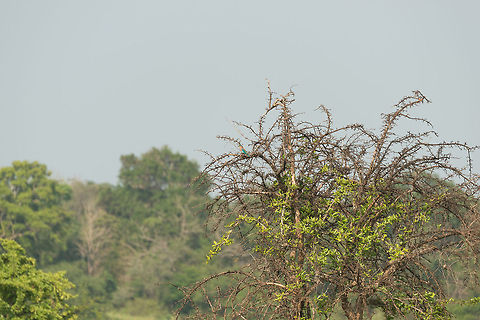 Indian Roller at Kaudulla, Sri Lanka I know it is a fairly useless photo from this far away, but I wanted to register the spotting anyway. I'll soon explain why this matters. Asia,Coracias benghalensis,Indian Roller,Kaudulla,Sri Lanka