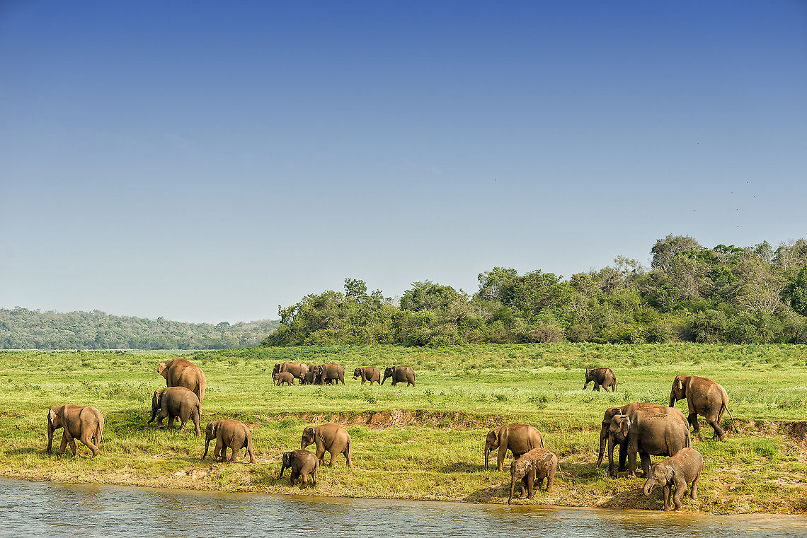 Sri Lankan elephant group drinking at Kaudulla river, Sri Lanka If lucky, at the right season and time of day, several large groups of elephants will come drinking and bathing at Kaudulla National Park. We had such luck. Asia,Elephas maximus maximus,Kaudulla,Sri Lanka,Sri Lankan elephant