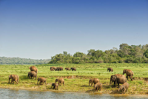 Sri Lankan elephant group drinking at Kaudulla river, Sri Lanka If lucky, at the right season and time of day, several large groups of elephants will come drinking and bathing at Kaudulla National Park. We had such luck. Asia,Elephas maximus maximus,Kaudulla,Sri Lanka,Sri Lankan elephant