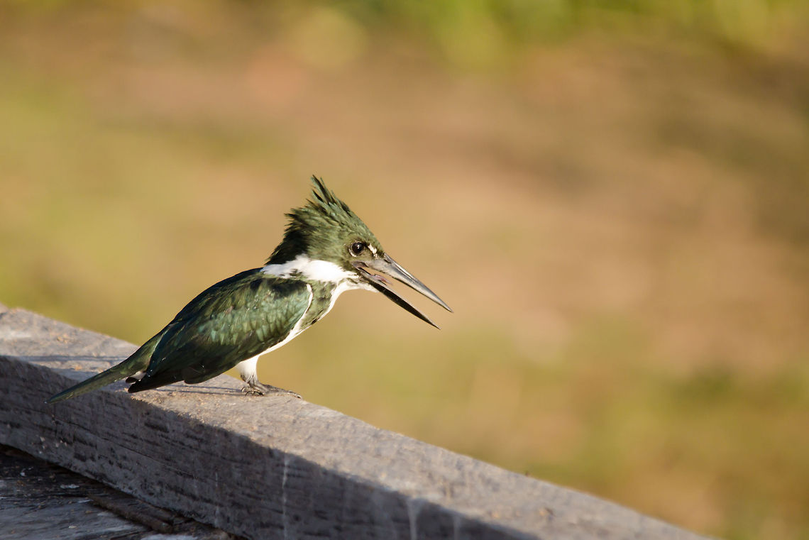Amazon Kingfisher (Chloroceryle amazona) This Amazon Kingfisher finds itself in paradise at the Pantanal, where the dry season makes fishing in the little ponds easy. Amazon Kingfisher,Birds,Brazil,Chloroceryle amazona,Kingfisher,Pantanal